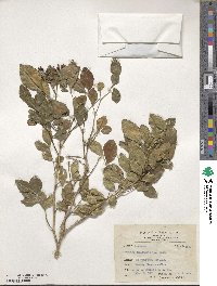 Murraya paniculata image