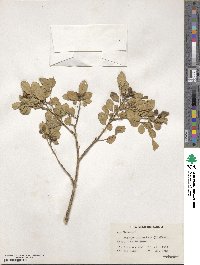 Murraya paniculata image