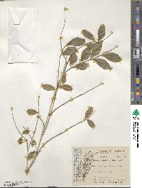 Murraya paniculata image