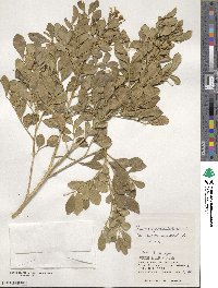 Murraya paniculata image