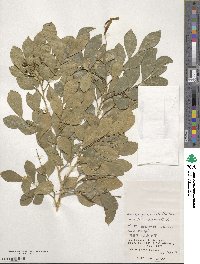 Murraya paniculata image