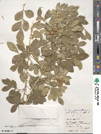 Murraya paniculata image