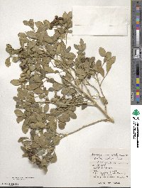 Murraya paniculata image