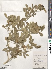 Murraya paniculata image