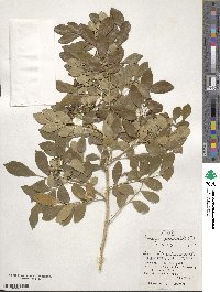 Murraya paniculata image