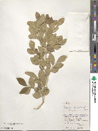 Murraya paniculata image