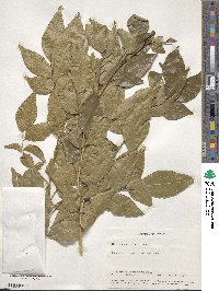 Murraya paniculata image