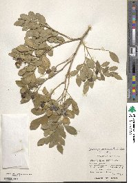 Murraya paniculata image