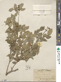 Murraya paniculata image