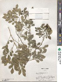 Murraya paniculata image