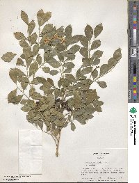 Murraya paniculata image