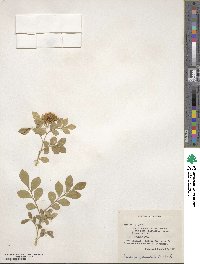 Murraya paniculata image