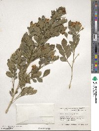 Murraya paniculata image