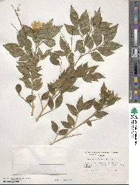 Murraya paniculata image