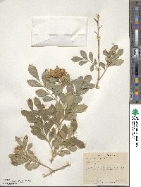 Murraya paniculata image