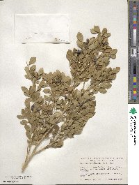 Murraya paniculata image