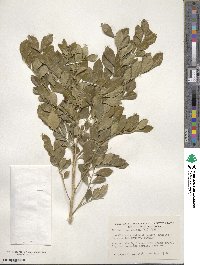 Murraya paniculata image