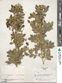 Murraya paniculata image