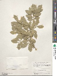 Murraya paniculata image