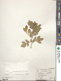 Murraya paniculata image