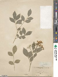 Murraya paniculata image