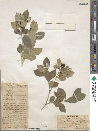 Murraya paniculata image