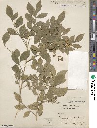 Murraya paniculata image