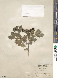 Murraya paniculata image