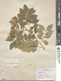 Murraya paniculata image