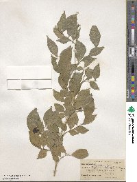 Murraya paniculata image