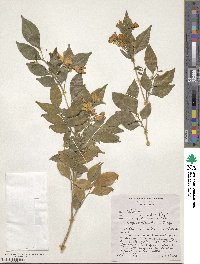 Murraya paniculata image