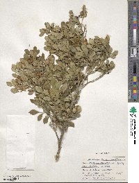 Murraya paniculata image