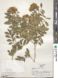 Murraya paniculata image