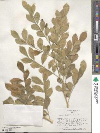 Murraya paniculata image