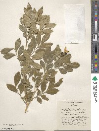 Murraya paniculata image