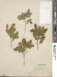 Murraya paniculata image