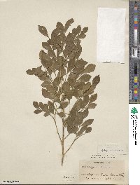 Murraya paniculata image