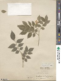 Murraya paniculata image