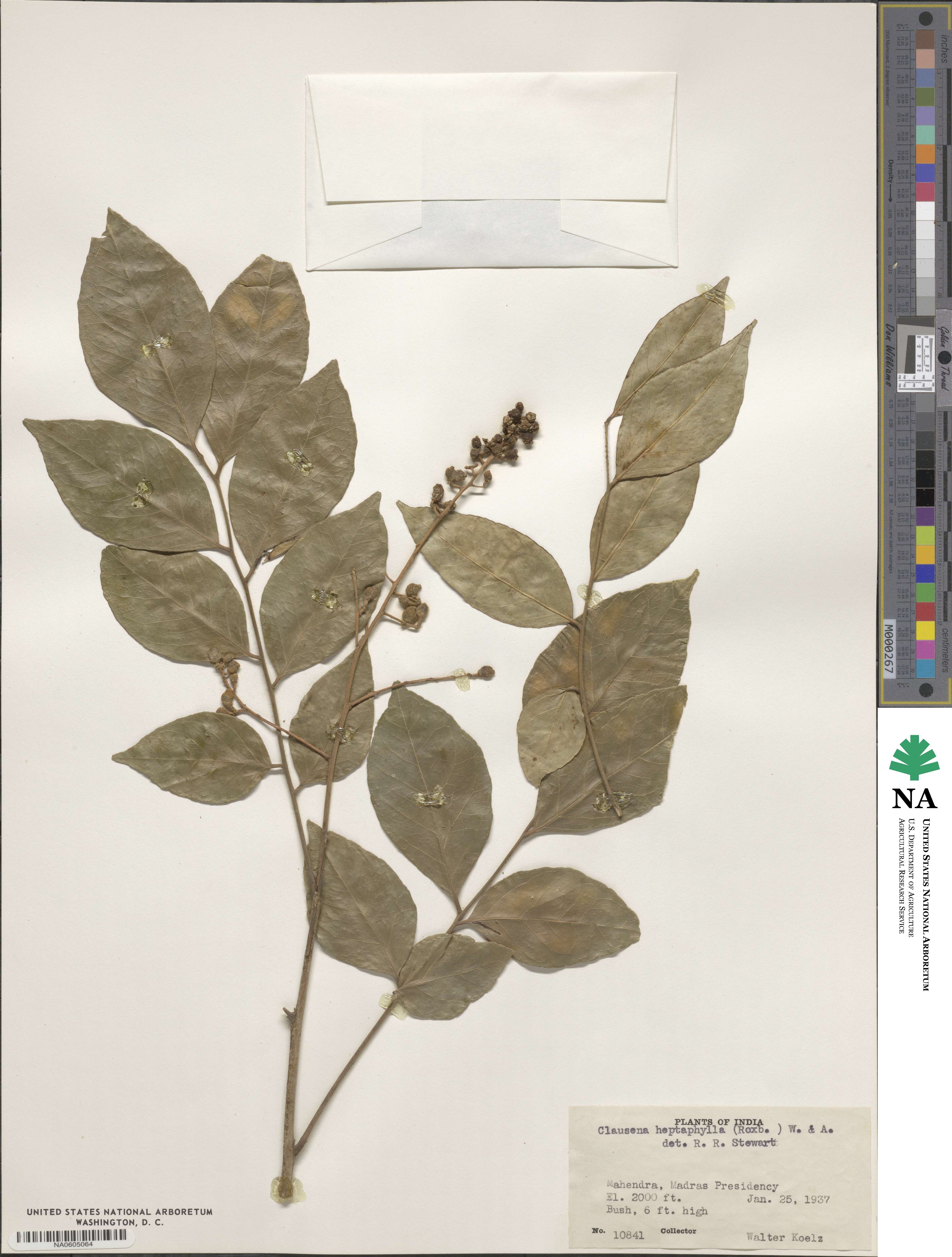 Clausena heptaphylla image