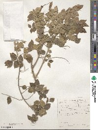 Clausena anisata image