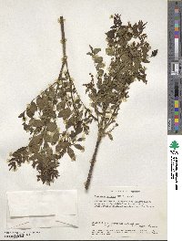 Clausena anisata image