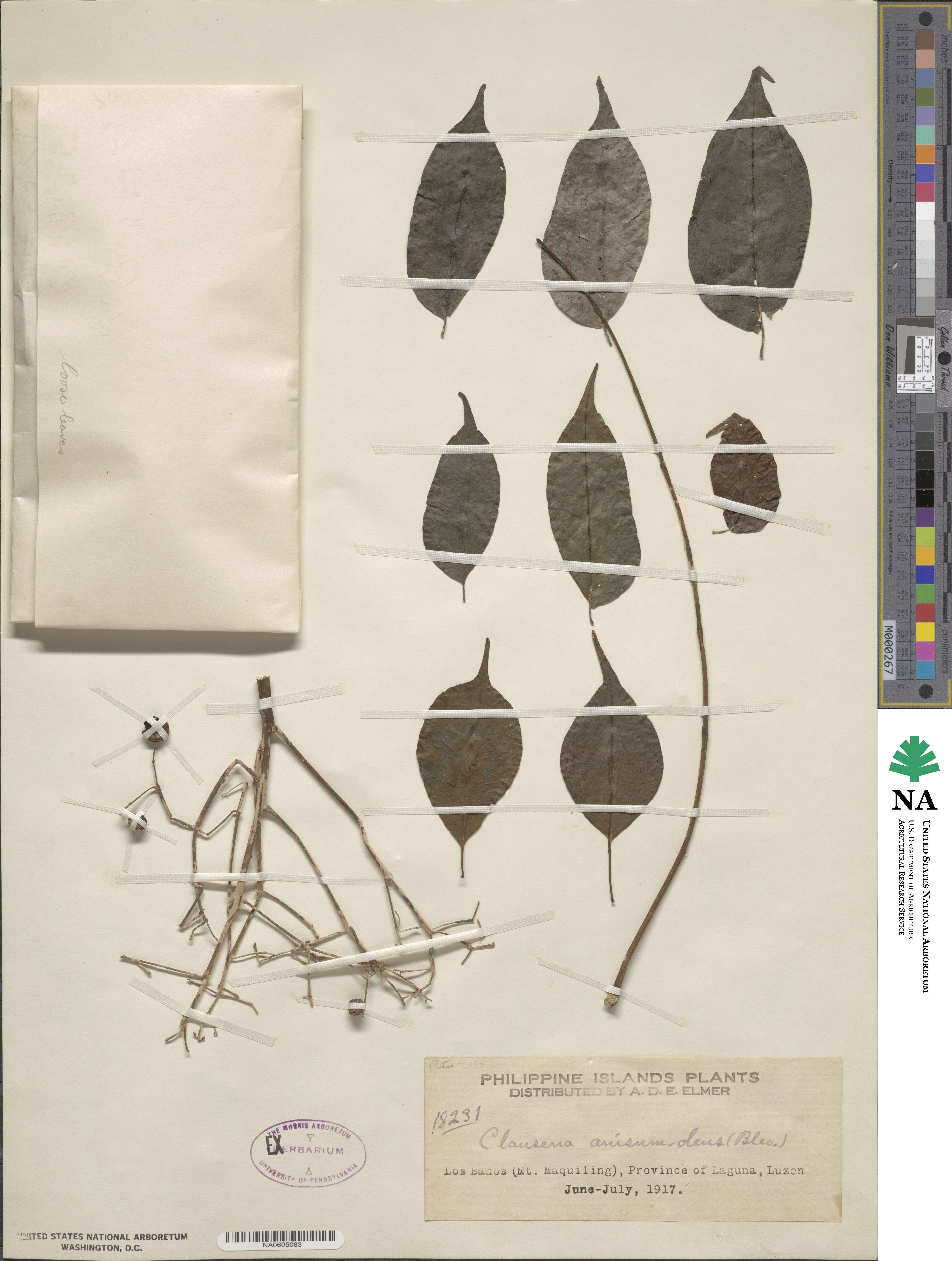 Clausena anisum-olens image