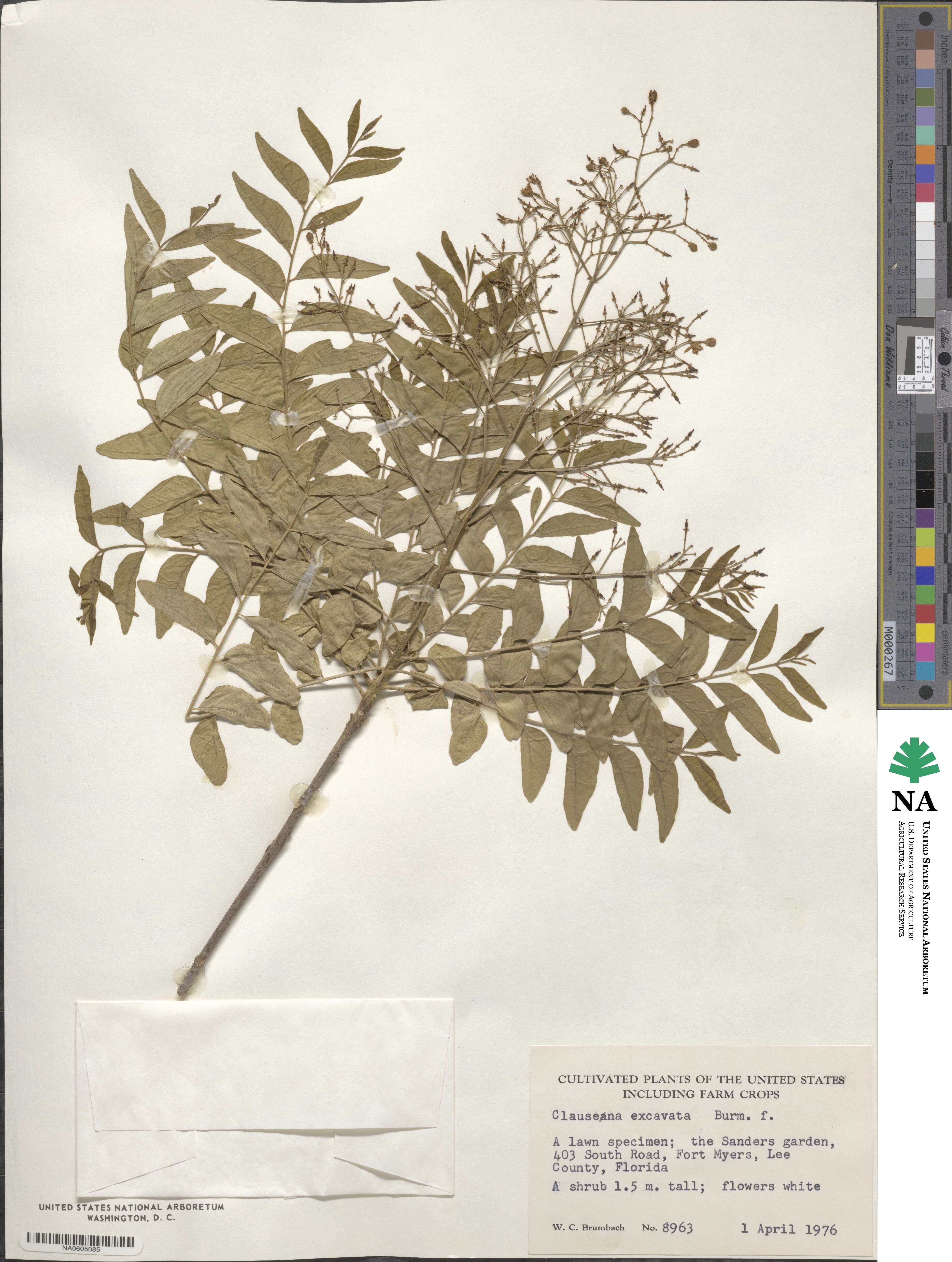 Clausena excavata image