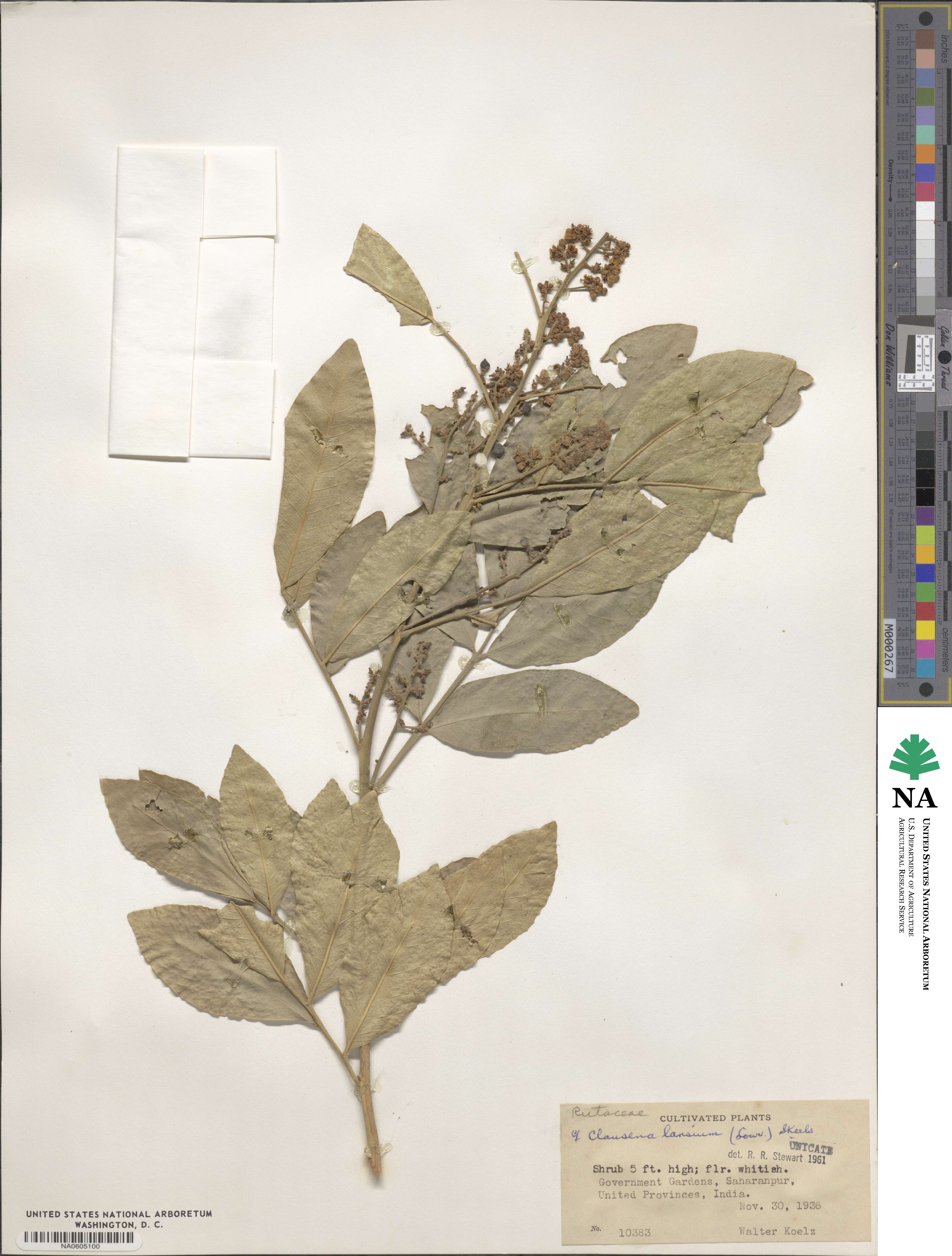 Clausena lansium image