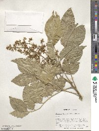 Clausena lansium image