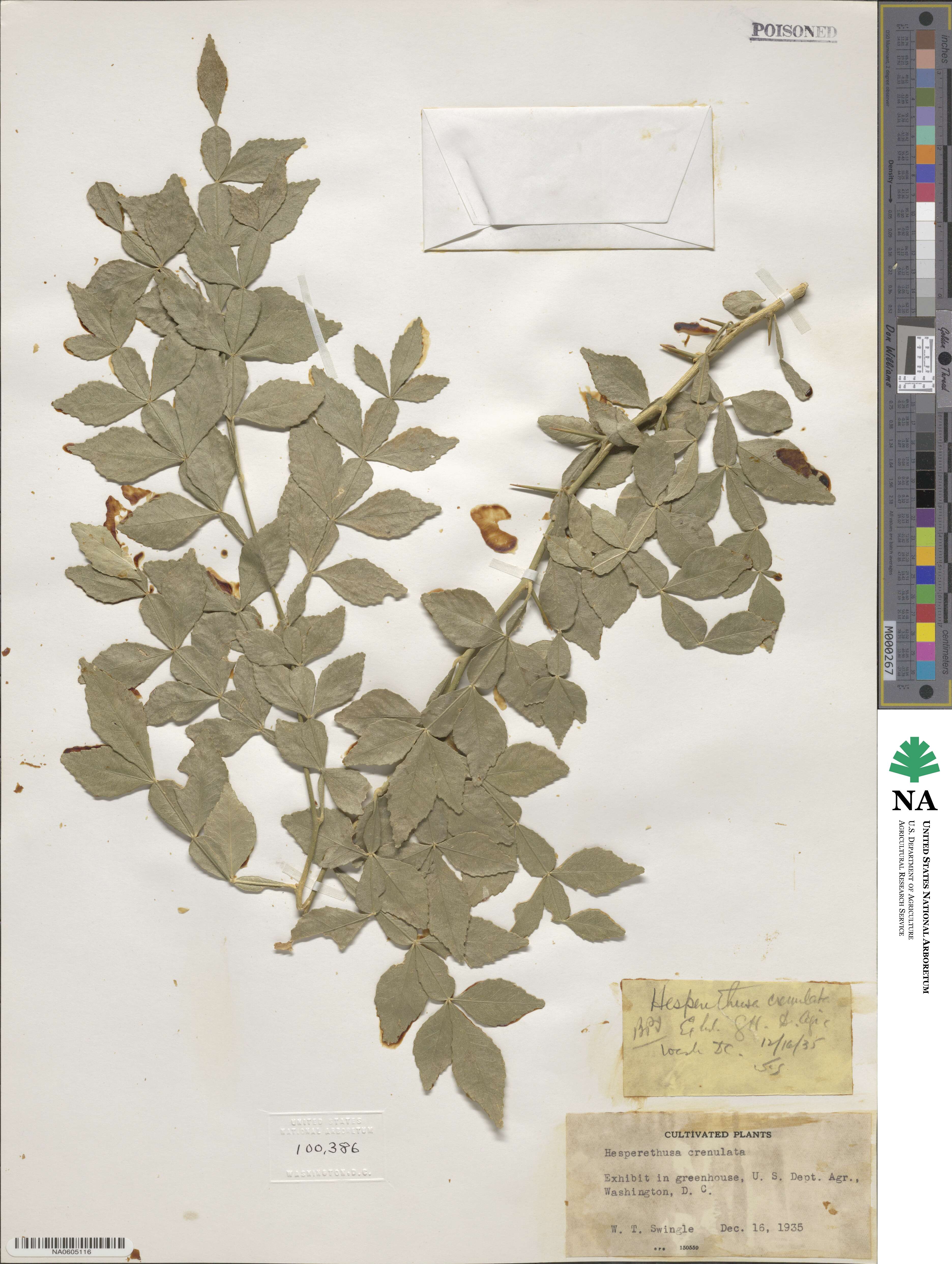 Naringi crenulata image