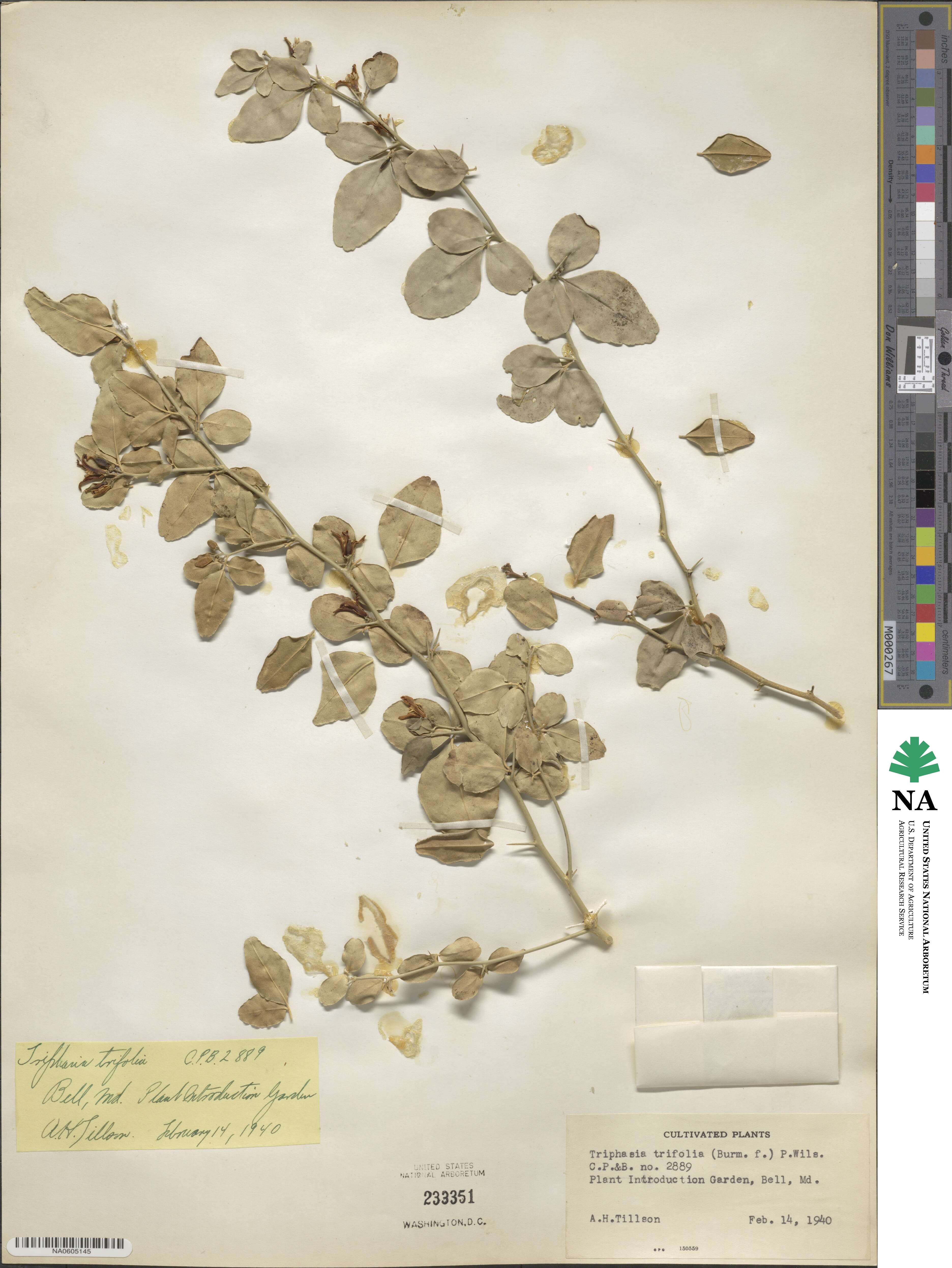 Triphasia trifolia image