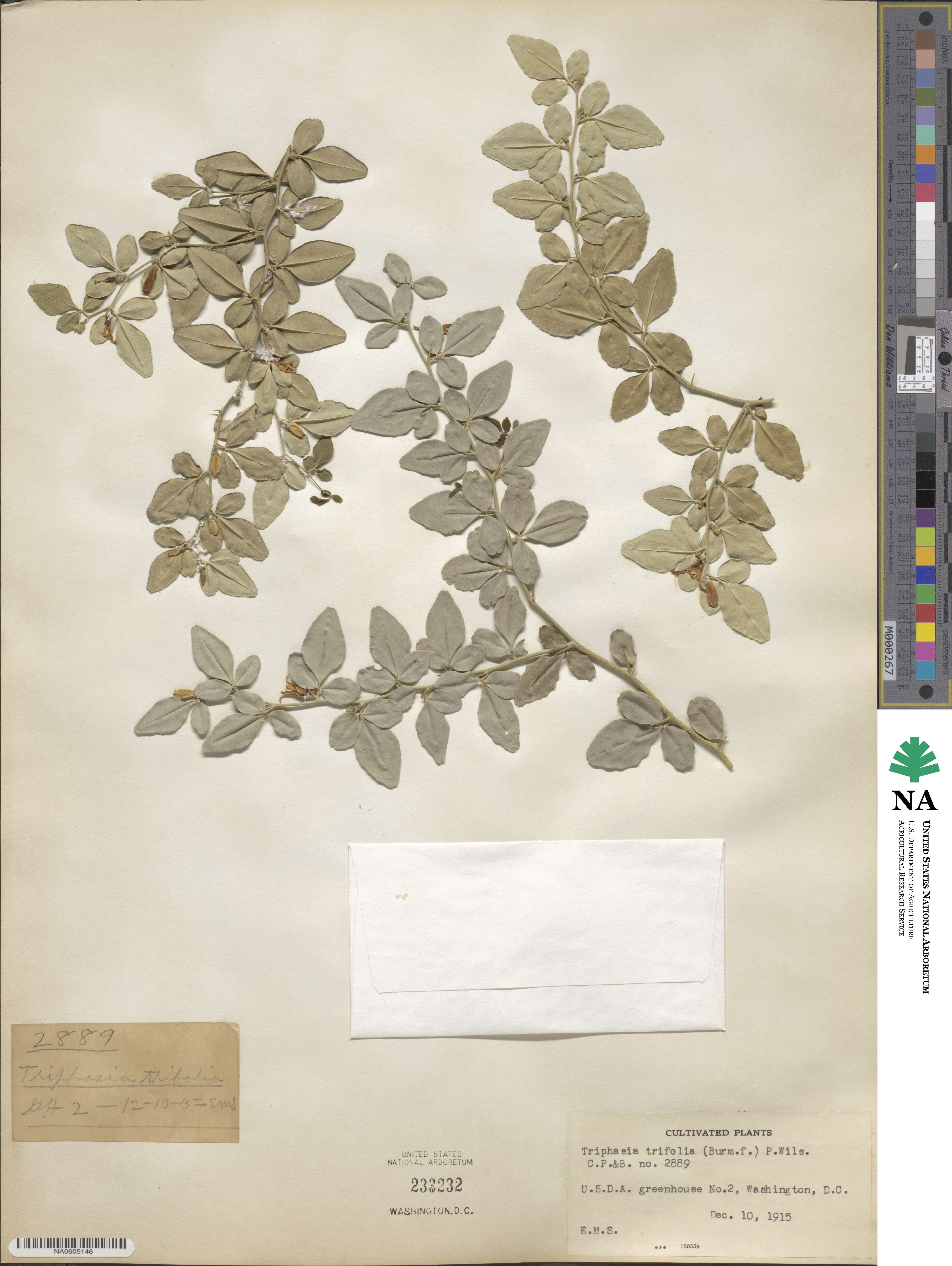 Triphasia trifolia image