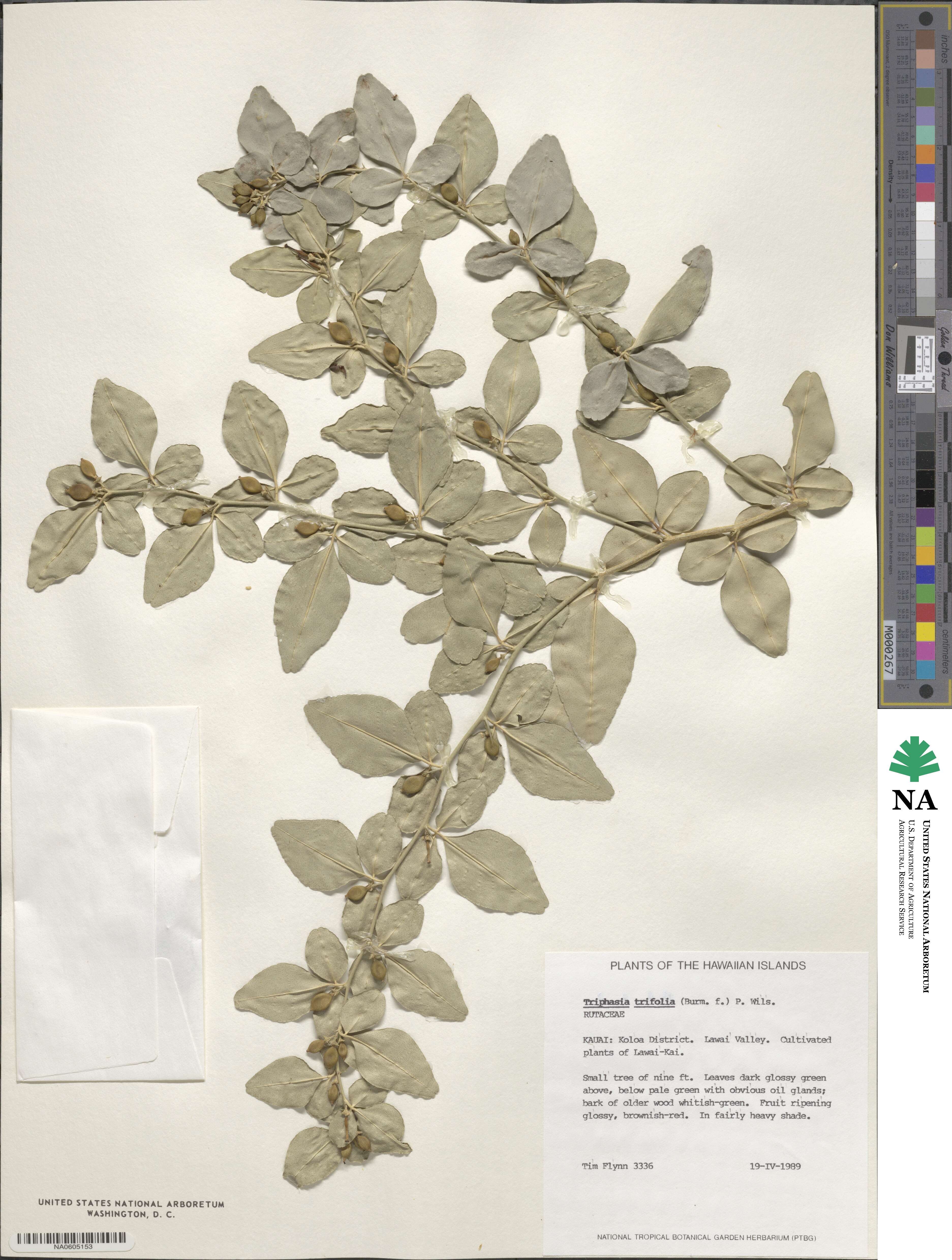 Triphasia trifolia image