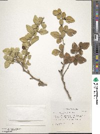 Triphasia trifolia image